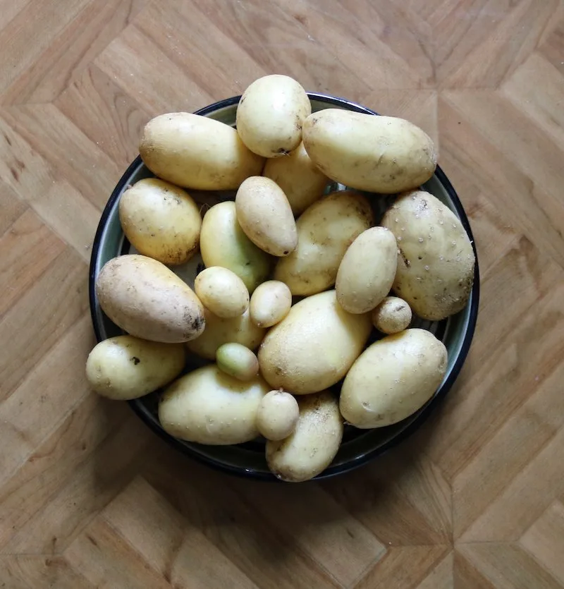 4985266ef36b85489386dda55311af3ab905c306 Diese Kartoffeln zog Autorin Benildis Bentolila aus drei «verschmureleten» Knollen, die sei beim Aufräumen im Keller fand. (Bild BB)