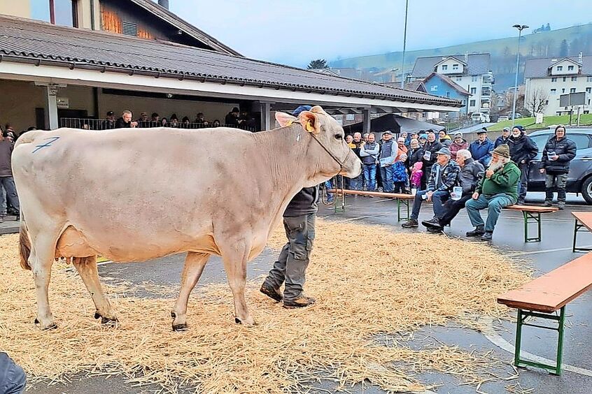 Die fünfjährige Brown-Swiss-Kuh Feldli’s Lennox Livi erreichte mit 4100 Franken den Höchstpreis.