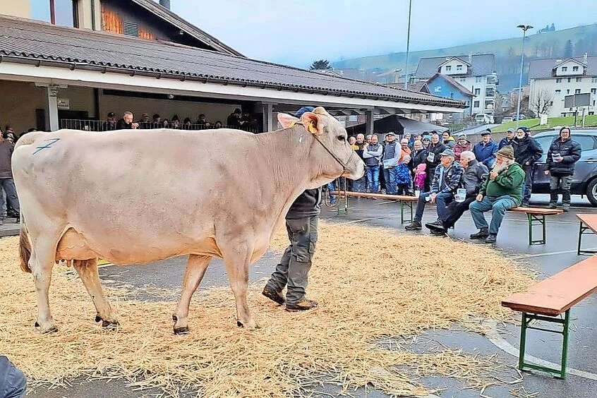 68e276288c15e25730369d788a79a6a51d3bd24893bc6ffff934ec03500fd696 Die fünfjährige Brown-Swiss-Kuh Feldli’s Lennox Livi erreichte mit 4100 Franken den Höchstpreis.