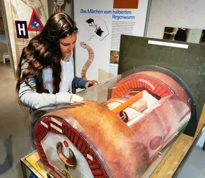 99962ccdaf179aa911602e52740ab91efd6e1e16 Wie funktioniert die Humusbildung im Regenwurm? Auch das wird in der Ausstellung anschaulich erklärt. (Bild zVg)