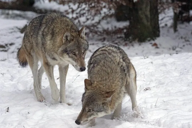 5cb58f52a6c98134f4b3457758f1e249aa7cb7d7 Im Kanton Graubünden ist es im Lauf des Winters erst zu einem Riss an Nutztieren gekommen. Im November 2020 fiel dem Wolf im Prättigau ein Schaf zum Opfer. (Bild pd)