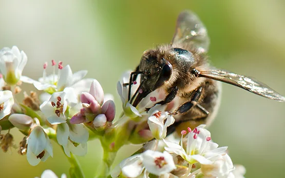 37755f5310b3d9ddabdb9ba3dc7a56f02e00b4ff Wildbienen leisten laut Agroscope in etwa gleich viel wie Honigbienen, wenn es um die Bestäubung landwirtschaftlicher Kulturen geht. (Bild Agroscope)