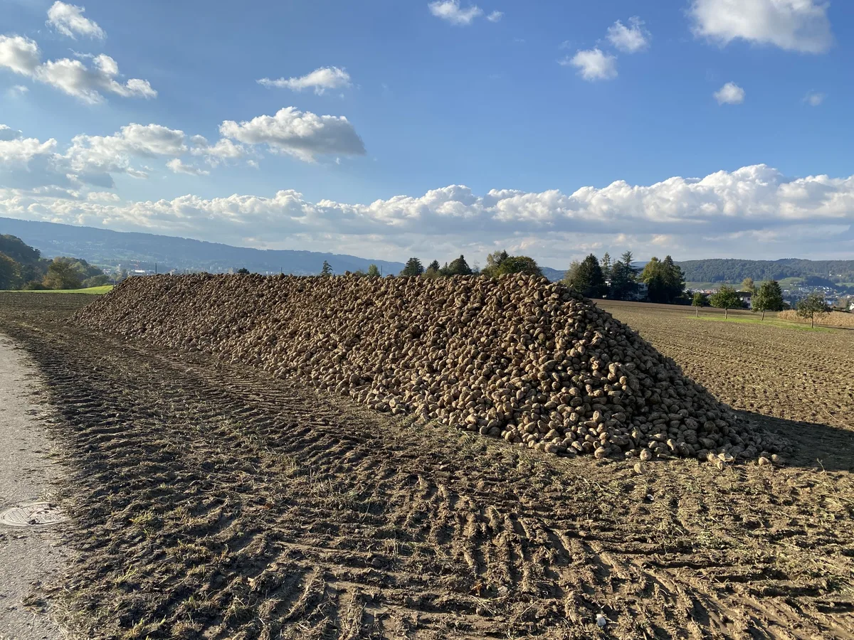 03c1bc6d9f93b108f4da185930d57490fa87461c Durch die Viröse Vergilbung fallen vor allem in der Westschweiz die Erträge und Zuckergehalte niedriger aus. (Bild Katrin Erfurt)
