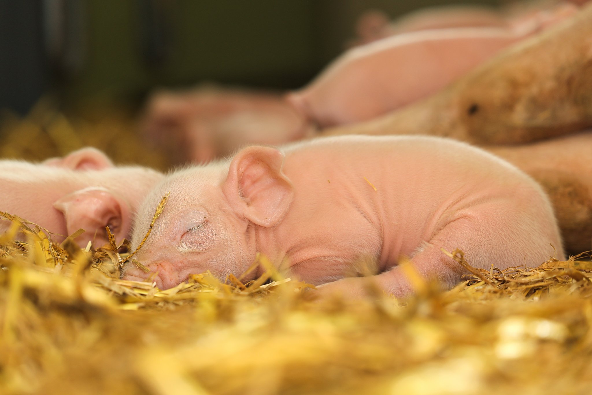 Hitzestress: So bewahren auch Tiere einen kühlen Kopf