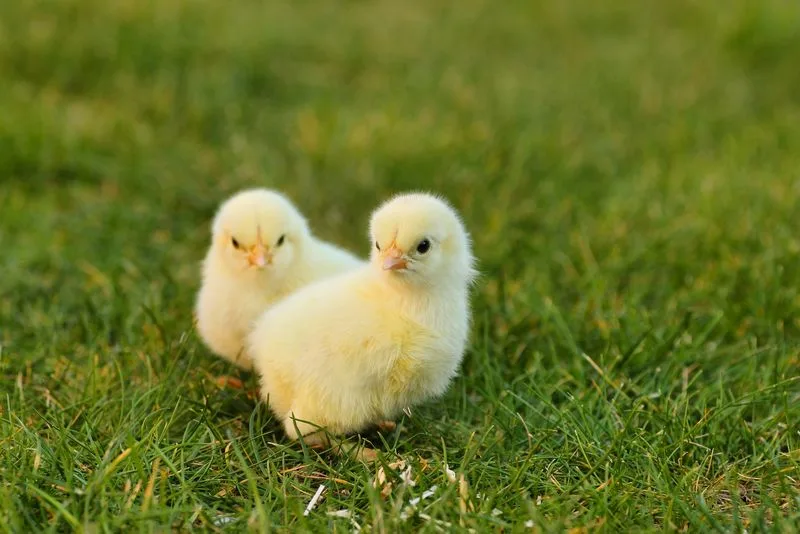 26fb050d581fe763890663f1b2ccc3a38a7801d7 Die Demeter-Richtlinien «Hahn im Glück» verlangen, dass die sogenannten Bruderhähne unter biodynamischen Bedingungen mit viel Auslauf und Demeter-Futter aufwachsen. (Bild Pixabay)