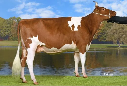 7f45cef62bbb8b6687cf4da789971c3ed1c71bad Maya ist keine Unbekannte, hat sie doch schon den Titel der Junior-Schöneuter Miss am Jungkuhchampionat 2020 gewonnen. (Bild IG SF)