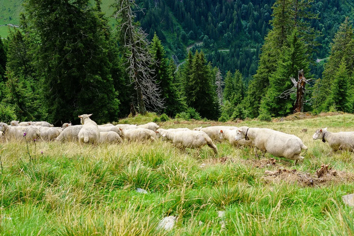 schaf_berg_stefannyffenegger Erste Sofortmassnahmen zum Schutz vor dem Wolf gibt es im Mai