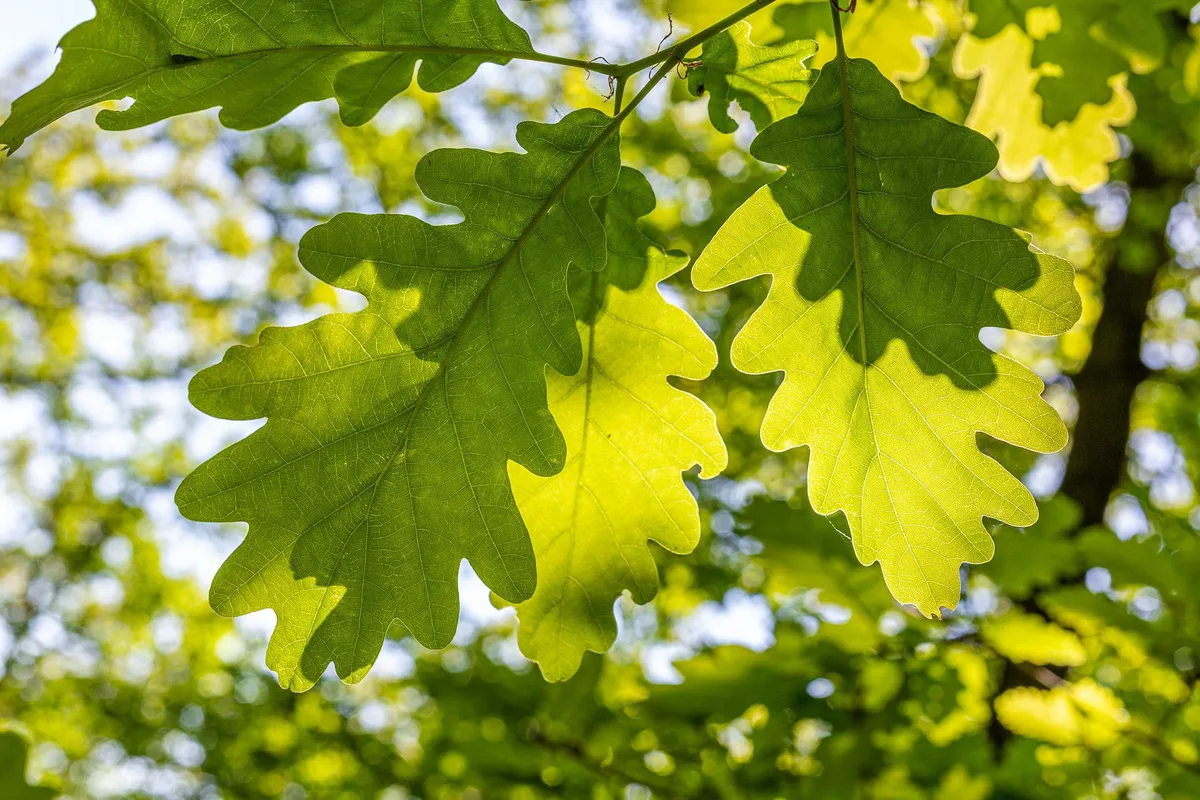 leaves-g0ef4757dc_1920 Die magische Welt der Bäume - Die Eiche