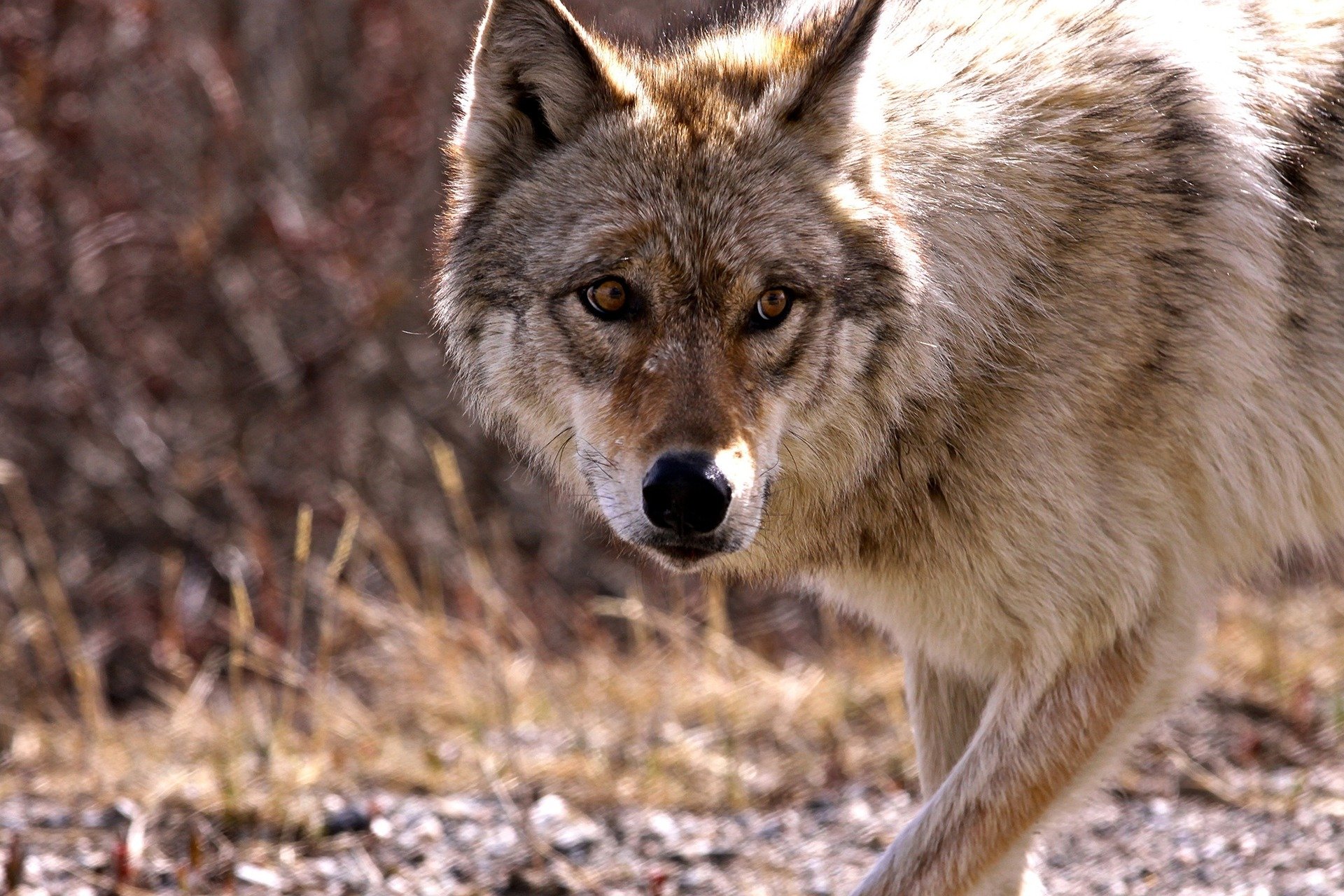 Der Wolf ist im Seeland angekommen