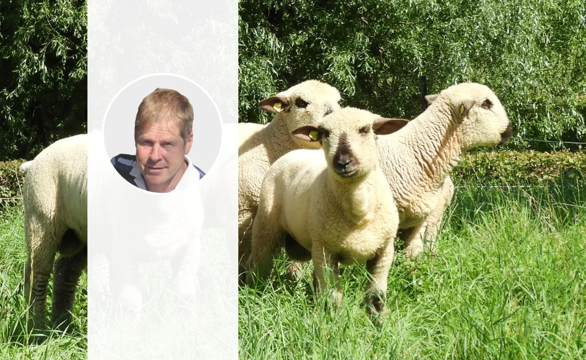 DG_online_BFS_nachgefragt Das Porträt von André Meister steht vor einem Foto von Braunköpfigen Fleischschafen, die auf der Weide stehen.
