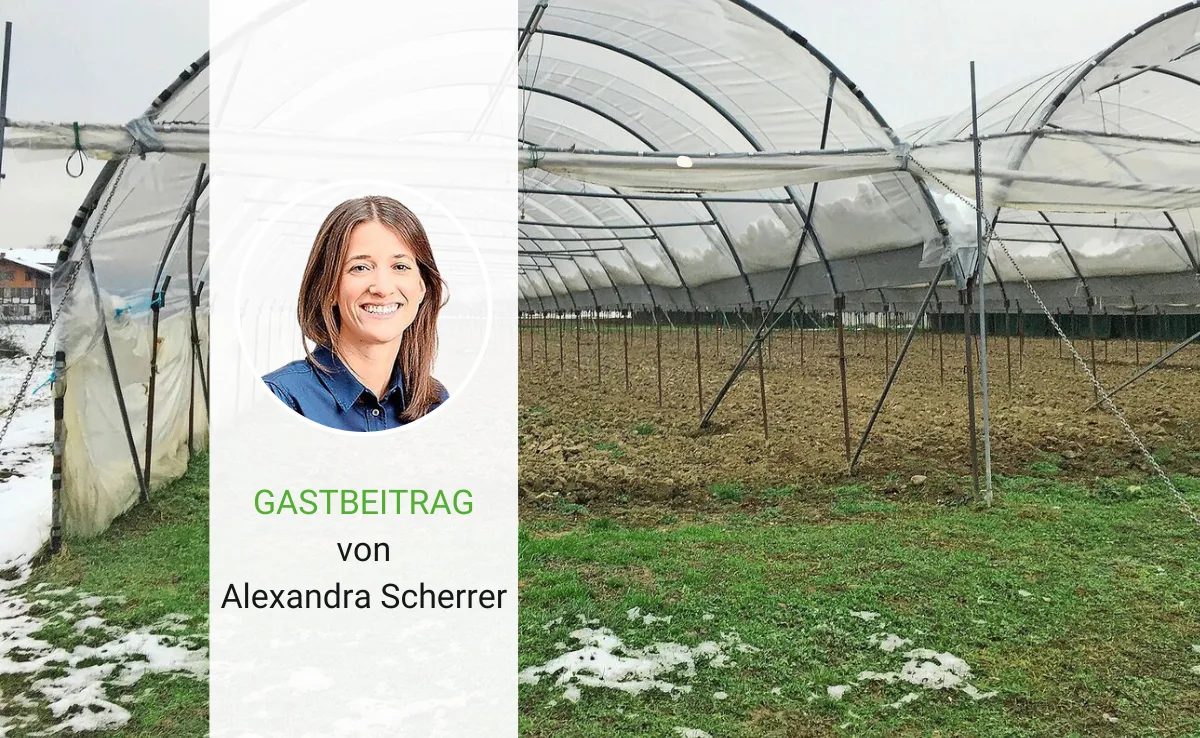 Artikel_Gastbeitrag_BauZ_ScherrerFarmy Fusion bei Farmy – das Ende einer E-Food-Ära