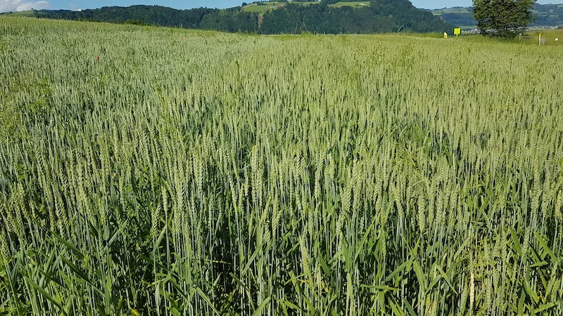 821c2c62f1885df7d9bd354a48fd013a02ad68c3 Weder bei den Richtpreisen für Brot- noch jenen für Futtergetreide gibt es 2020 Anpassungen bei Swiss Granum. (Bild zVg)
