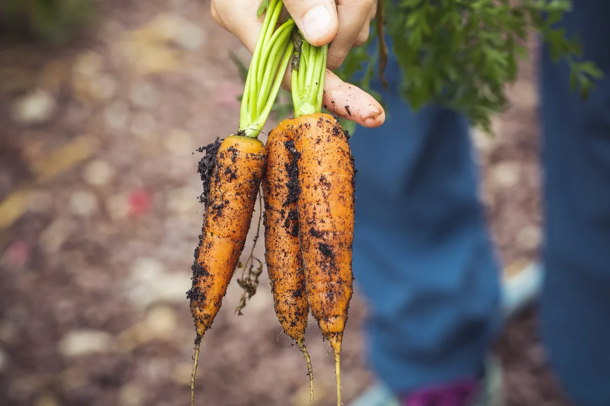 Auch krumm und zu gross im Laden? – Die Normen für Gemüse und Obst werden überprüft