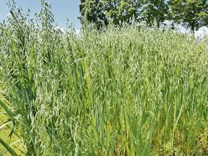 Damit der Hafer im Sommer so aussieht, muss die Aussaat möglichst früh (Februar, März) erfolgen. Dies fördert die Bestockung und der Hafer kann so die Winterfeuchte nutzen.