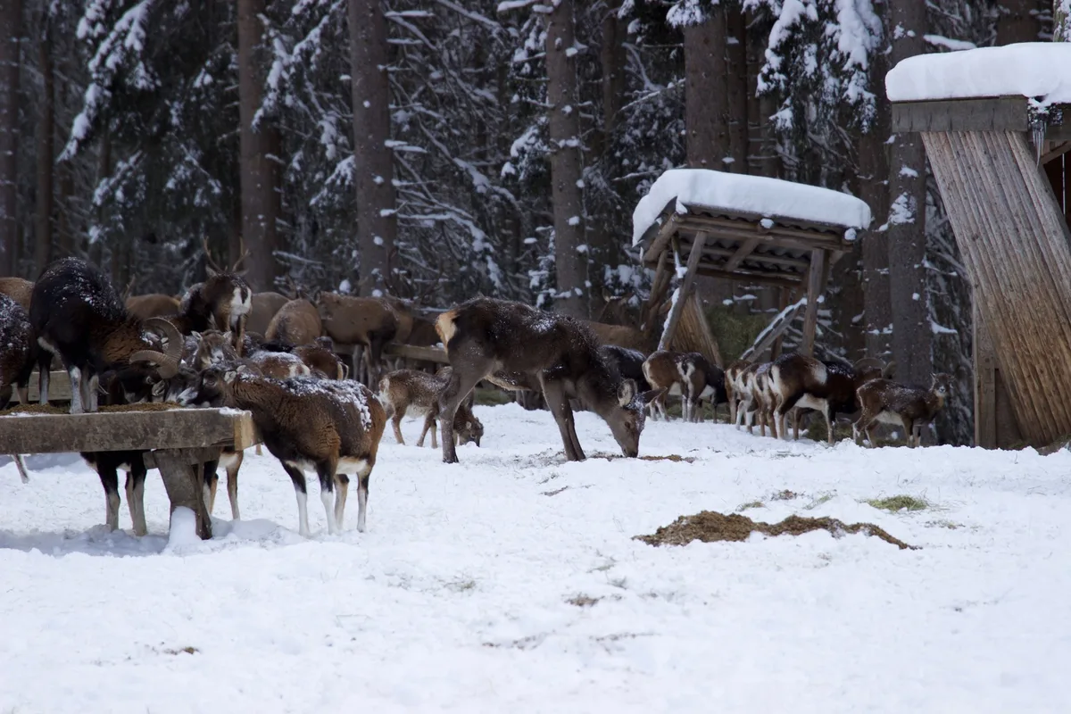 wildtiere_fuetterung Die Wildfütterung bleibt verboten