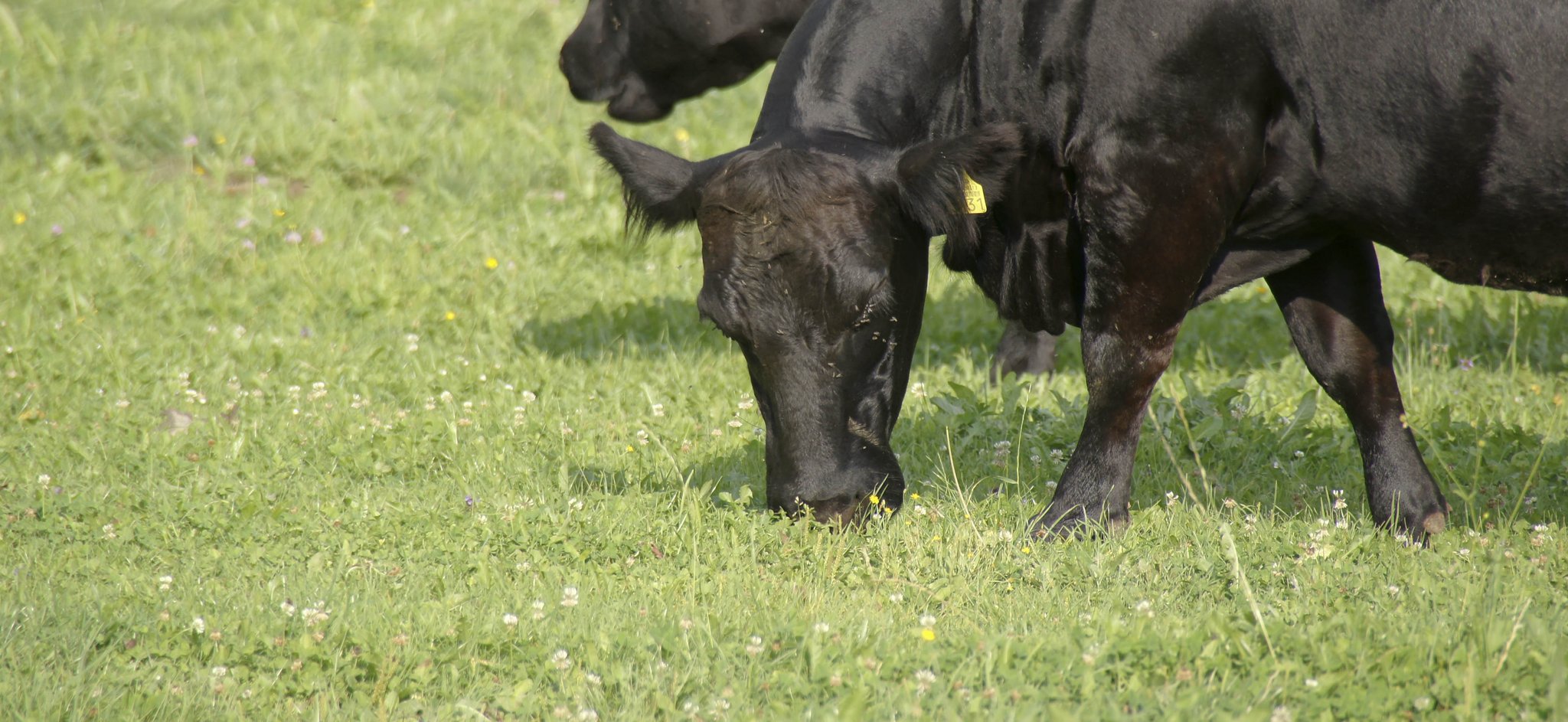 Neues LID-Dossier informiert über das Thema Tierwohl