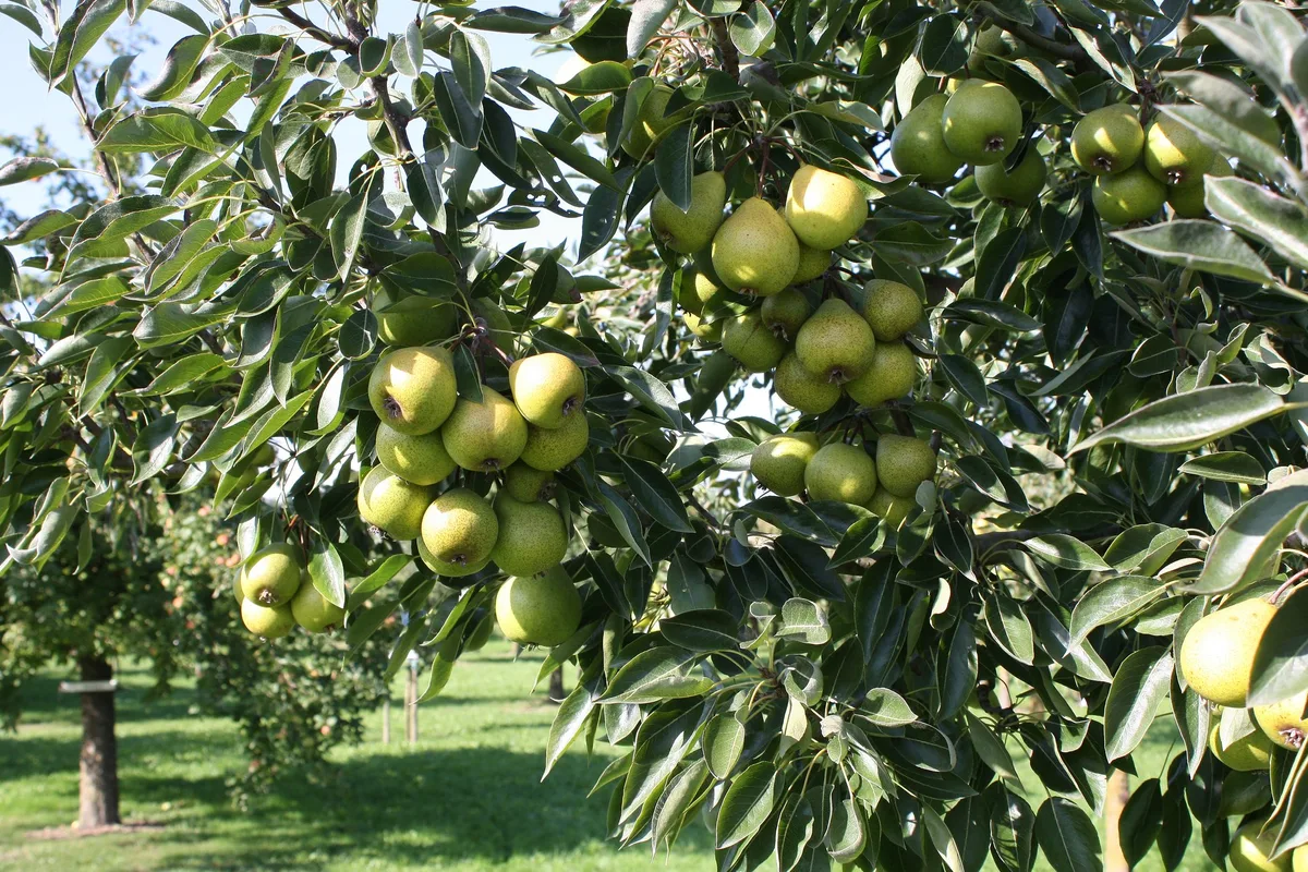 mostbirnen_obstsammlung_roggwil Dörrbirnen sind eine Delikatesse mit Potenzial