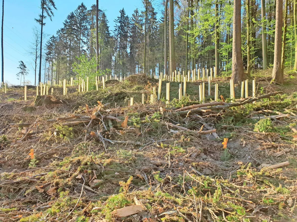 de5ef300ba89e566b3d49da397e845b68b5c9fe3c5b942f4226f80928b86c70a Wälder müssen klimafitter werden. Beim Aufforsten gilt es auf eine Durchmischung der Baumarten zu achten. Solothurn arbeitet an einer an den Kanton angepassten Baumartenempfehlung, die bald aufgeschaltet werden soll.