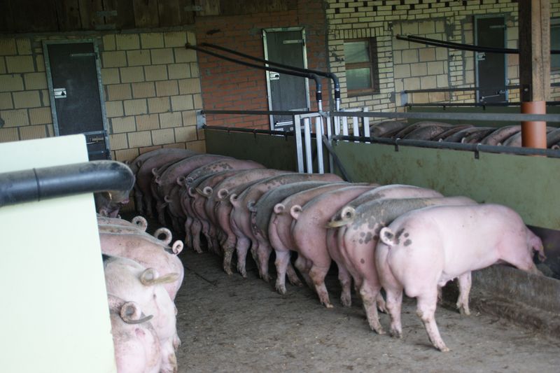 Tritt die Krankheit auf, müssten drastische Bekämpfungsmassnahmen ergriffen und die gesamten betroffenen Bestände ausgemerzt werden, heisst es beim BLV. (Bild lid)