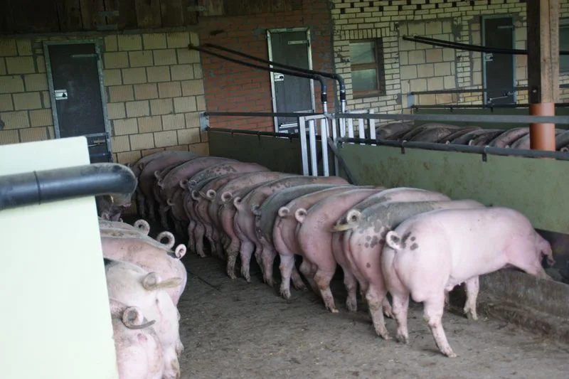 e5795286db057e3a4723f1e449866a23f16e298f Tritt die Krankheit auf, müssten drastische Bekämpfungsmassnahmen ergriffen und die gesamten betroffenen Bestände ausgemerzt werden, heisst es beim BLV. (Bild lid)