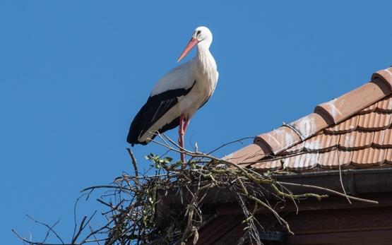 Der Weissstorch ist einer der grössten Vögel Mitteleuropas und erreicht eine Flügelspannweite von zwei Metern. (Bild Nationalgestüt)
