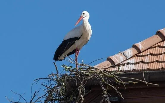 a82e1031675deee8fb3e8bc3e782e449239608f3 Der Weissstorch ist einer der grössten Vögel Mitteleuropas und erreicht eine Flügelspannweite von zwei Metern. (Bild Nationalgestüt)