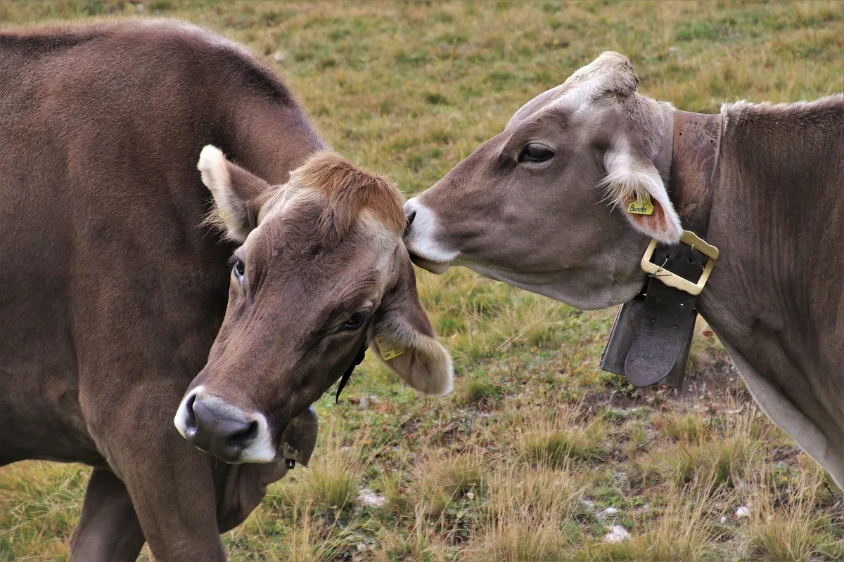 kuehe_sozial_julita Klima, Biodiversität und Tierwohl sollen auch in die AP 22+
