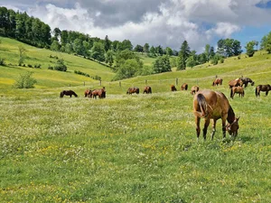 Ein Bild, das bald der Vergangenheit angehört. Die Fohlenweide auf der Hinteren Schmiedenmatt wird aufgegeben.