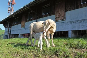 Die Bindung zwischen Aue und Lamm ist für eine gesunde Aufzucht von zentraler Bedeutung. Über Geruchssinn und Hörsinn identifizieren sich Muttertier und Lamm.