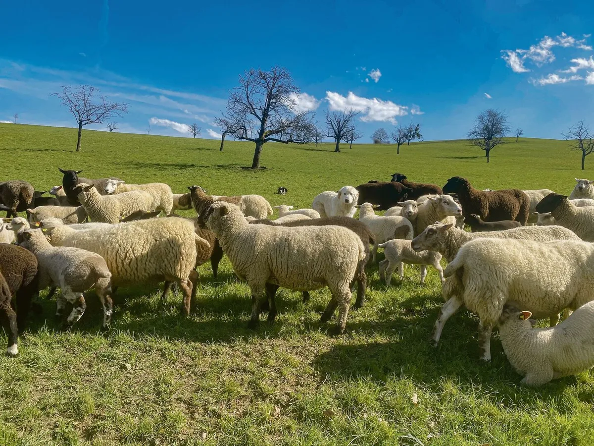 eca57bc9220ddb6fd35d5b01f6c2e5439965463ba787c90f90674fb636e61543 Hund im Schafspelz. Herdenschutzhunde fühlen sich als Teil der Herde und lassen sich auf den ersten Blick oft kaum von den Schafen unterscheiden. Der Treibhund (hinten im Bild) hält dagegen Abstand.
