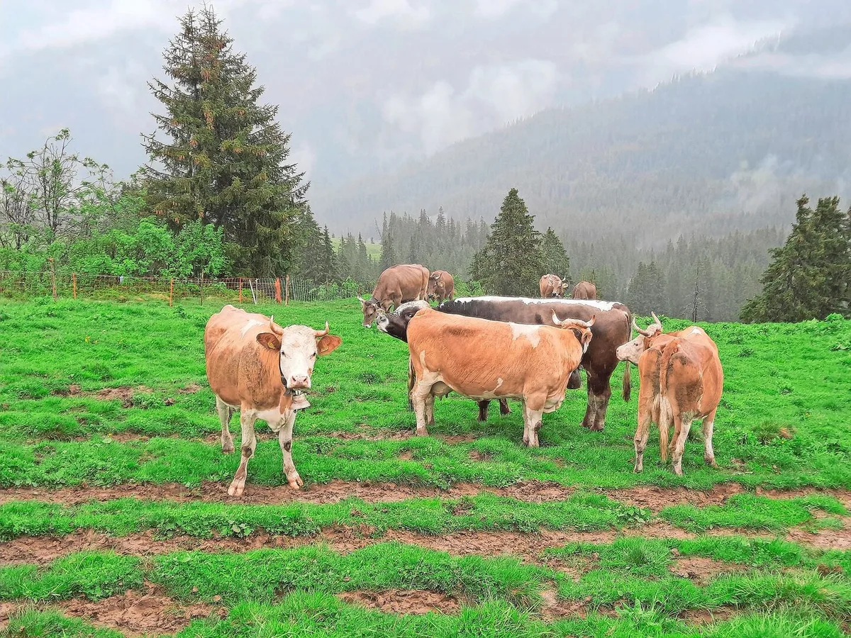 Die Kühe sind auf der Alp. Unser Stier Blüem macht Bekanntschaft mit seiner neuen Herde.
