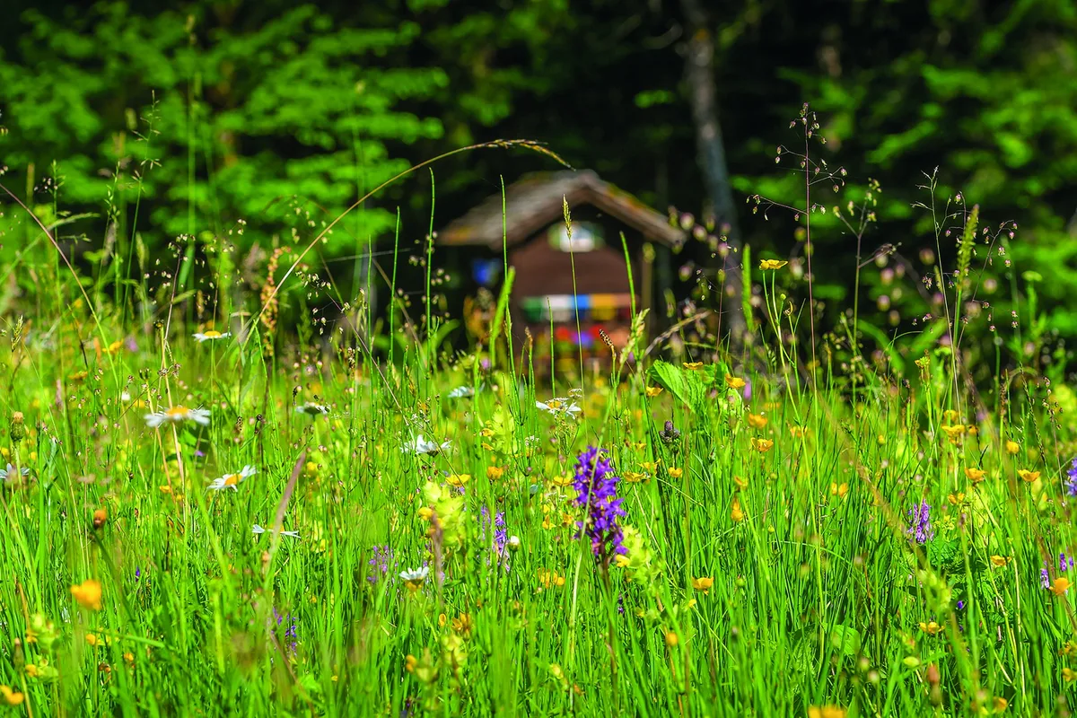 Bienenhaus_Wiese_kl 2022 gibt es wieder eine fast normale Honigernte