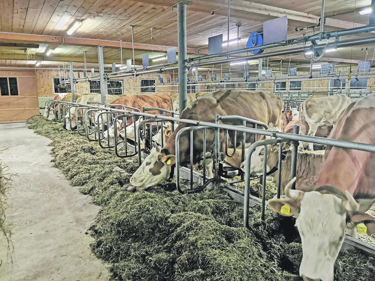 bz-bet5-01-maissilage-sb Bei der Rindvieh-Fütterung mit Mais ist Vorsicht geboten