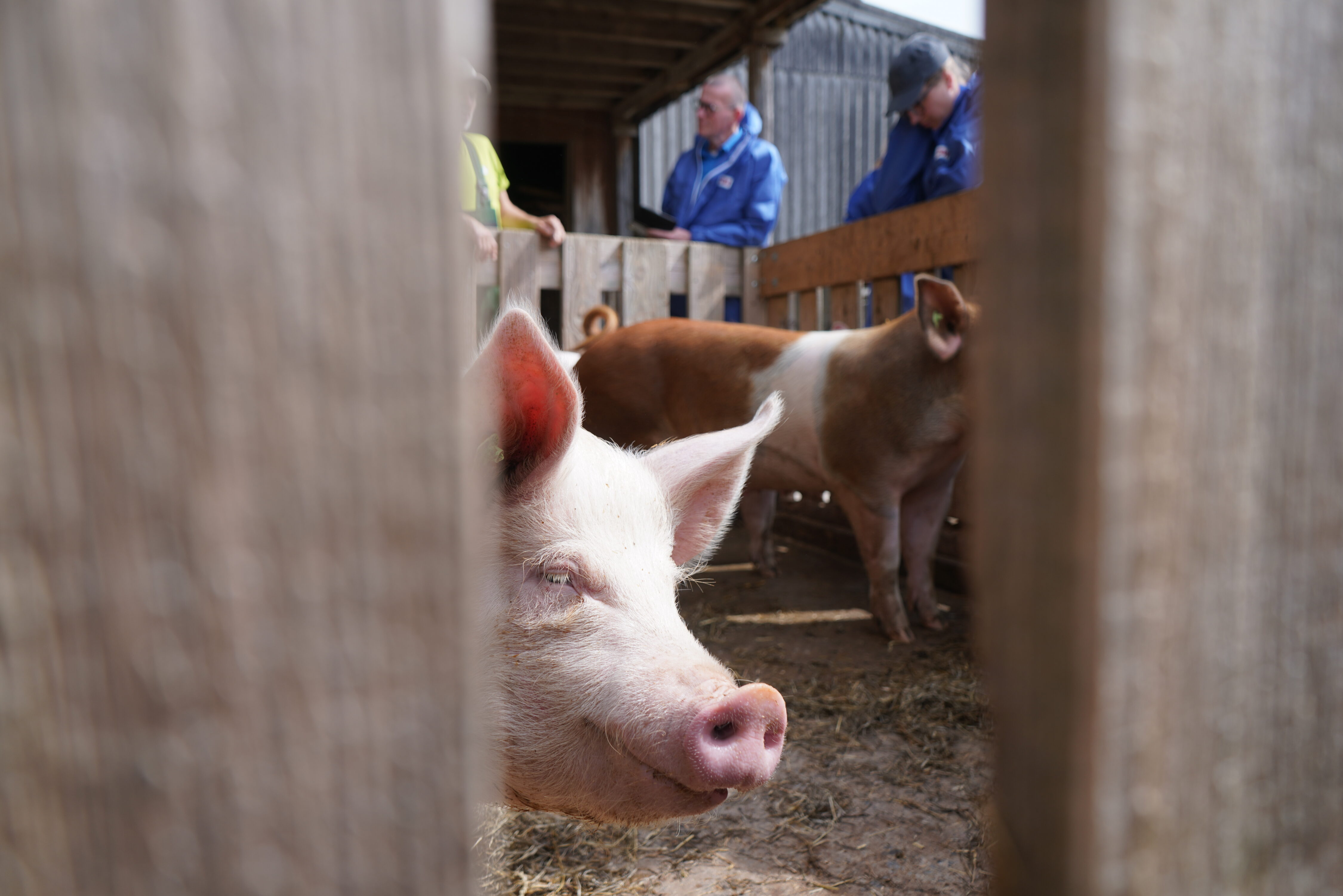 Wie erlebt ein Schwein die Welt? Der Perspektivenwechsel hilft beim Umgang mit den neugierigen und intelligenten Tieren. 