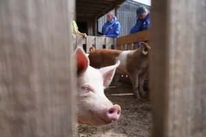 Wie erlebt ein Schwein die Welt? Der Perspektivenwechsel hilft beim Umgang mit den neugierigen und intelligenten Tieren.