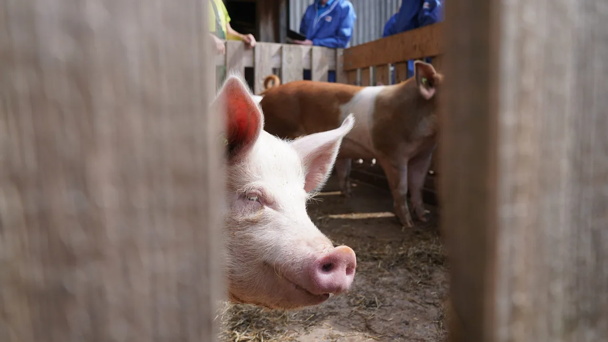 DG-2026-08-FoKo-FiBL_Eva-Föller Wie erlebt ein Schwein die Welt? Der Perspektivenwechsel hilft beim Umgang mit den neugierigen und intelligenten Tieren.