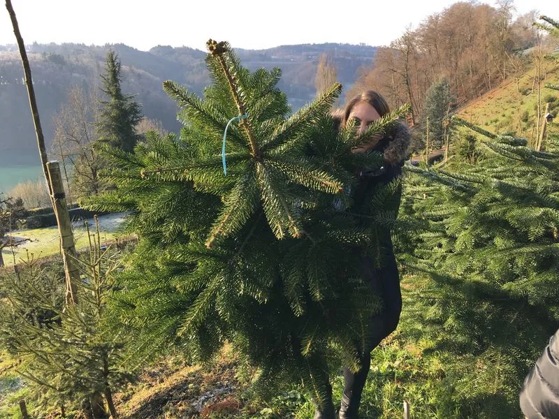7c5e8661888af022465a641e94f13ae03bba91ad In diesem besonderen Jahr ist das Erlebnis beim Kauf eines Christbaums wichtiger denn je. (Bild Urs Sägesser)