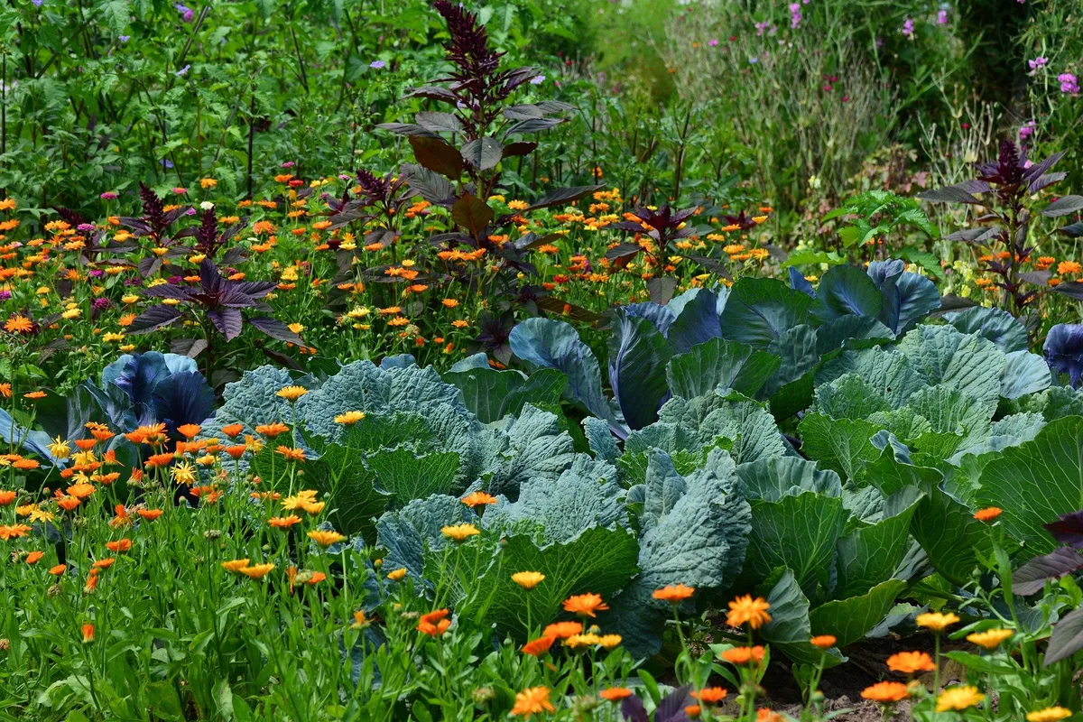 white-cabbage-gbf43da9db_1920 Ständerat will Hobbygärtnern giftige Pestizide entziehen
