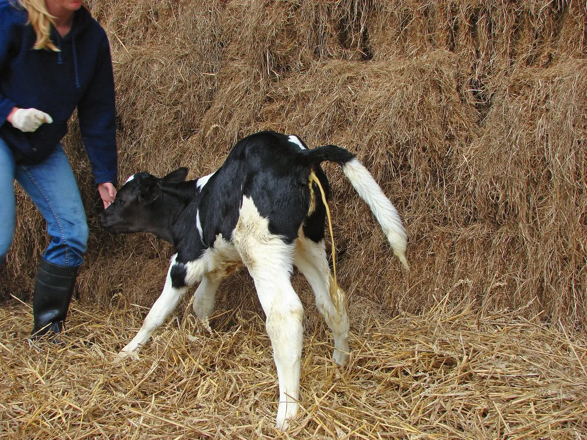a627a408ef69071911795b7e971444027b5d980d Ein Kalb mit wässrigem Durchfall. Der Kot wird im Strahl abgesetzt. In der Behandlung braucht es in erster Linie Flüssigkeitsersatz. Bild: Dr. Marion Weerda