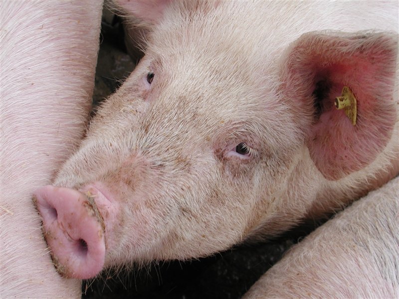 China soll mehr Schweinefleisch nach Russland liefern dürfen. (Bild BauZ)