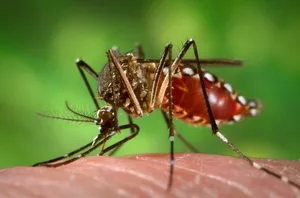 Die gentechnisch veränderten Mücken könnten robuster sein gegen Insektizide, so die Befürchtung. (Bild Wikipedia)