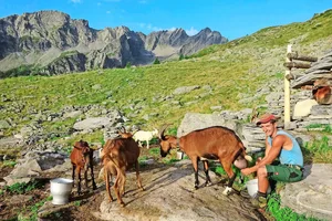 Bis vor drei Jahren hat Matteo Ambrosini auf seiner Alp noch Ziegen gemolken. Wegen dem Wolf geht er heute nur noch mit Kühen und Rindern z Alp.