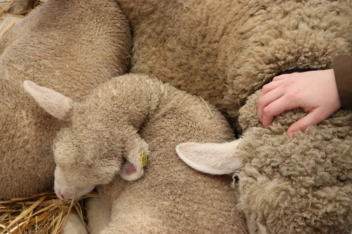 DG_26-02_MM4_ruth-aerni Soziale Dienstleistungen in der Landwirtschaft nutzen das Kostbare der Höfe.