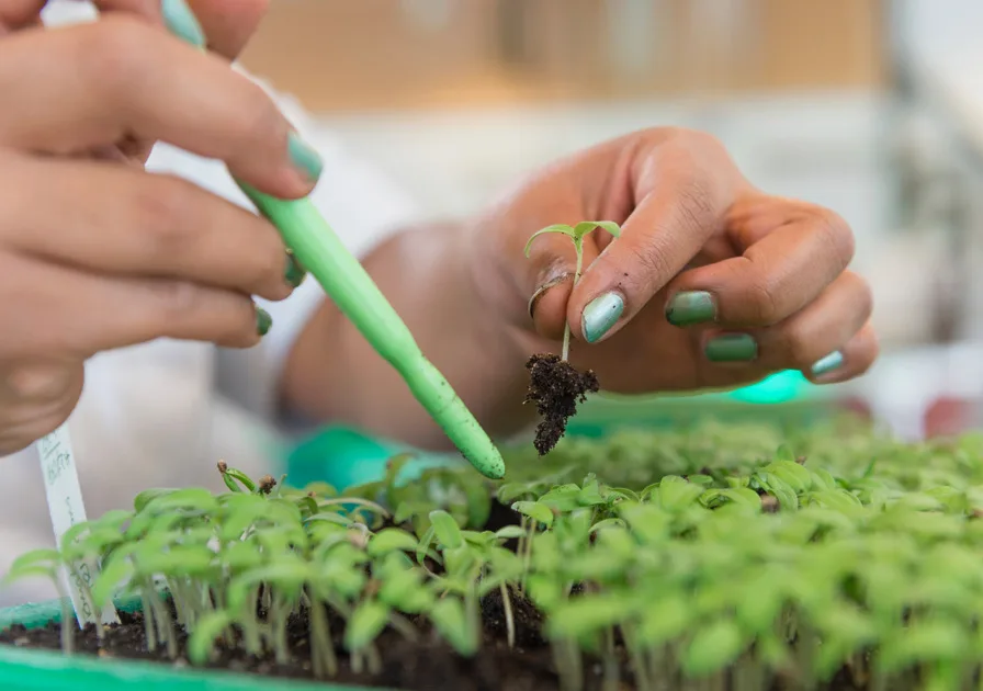 dcca8b6e312f4a4c0b50514bfa1f5c2436969f0e Mit der Zusammenarbeit mit TNC pflanzt Syngenta einen weiteren Setzling seines "Good Growth Plans". Verpflichtungen gibt es aber eigentlich keine. (Bild Syngenta)