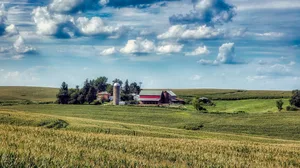 Unter anderm hat ein US-Landwirt die Agrochemiekonzerne Bayer und BASF für Schadenersatz vor Gericht gezogen, weil Dicamba von benachbarten Feldern seine Pfirsichplantage ruiniert habe. (Symbolbild Pixabay)