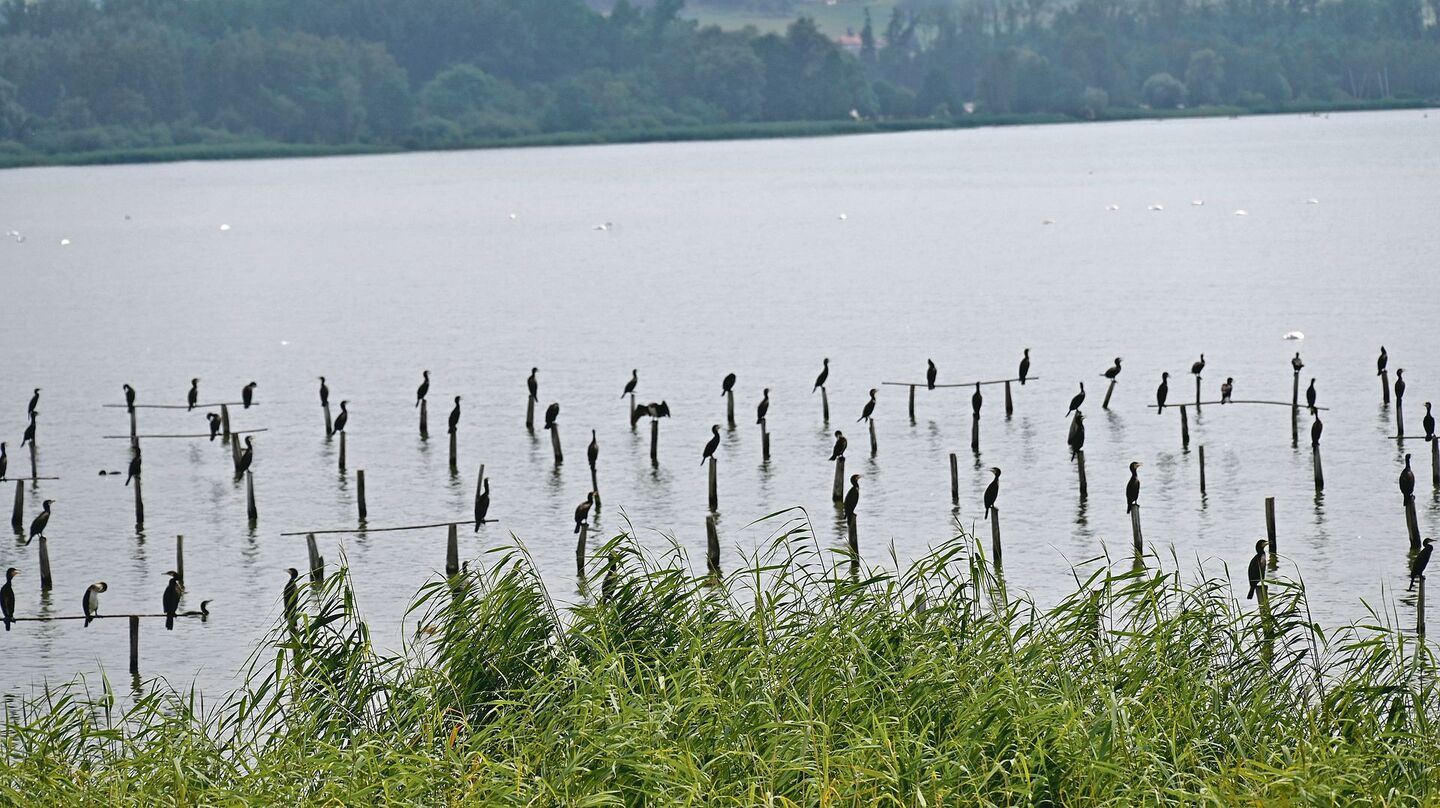 Im Fanel fühlen sich die Kormorane wohl. Täglich legen sie für die Nahrungssuche zwischen 20 bis 50 Kilometer zurück.