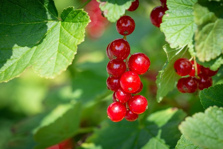 Klein, zart, säuerlich: Johannisbeeren. (pd)
