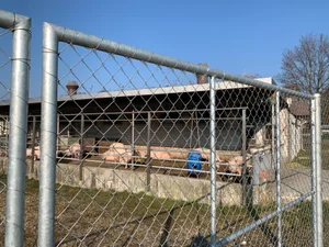 Eine konsequente Umsetzung der betrieblichen Schutzmassnahmen ist entscheidend, damit die Schweizer Schweinebetriebe frei von ASP bleiben.