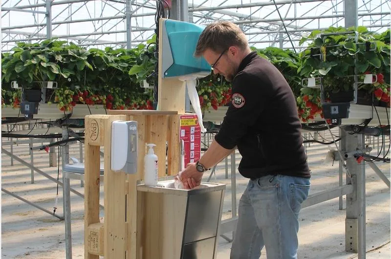 Beerenproduzent Matthias Müller (auf dem Bild) aus Steinebrunn hat bei den erntereifen Beeren eine Handwaschstation für das Personal eingerichtet. (Bild zVg)