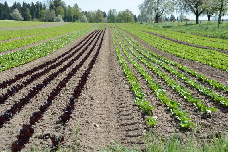 00992e5ab7c4288a112f11012ae51295d0098dea Mt der Bio-Offensive 2025 soll der Absatz von Bio-Produkten verbessert werden. (Symbolbild BauZ)
